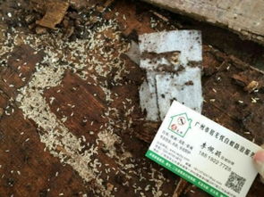 图 广州白蚁所白蚁防治中心除白蚁 灭杀白蚁 杀虫 广州保洁 清洗