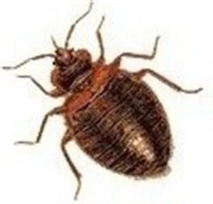布吉消杀价格 环安生物防治公司金牛区上门杀白蚁