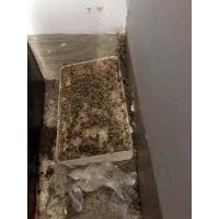 【庐山市白蚁防治站
