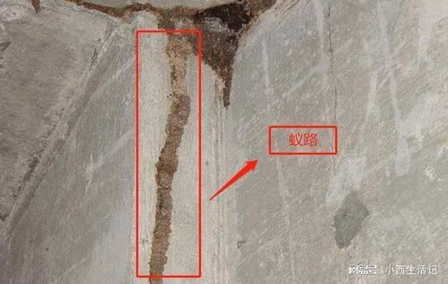 钟落潭白蚁防治公司在哪