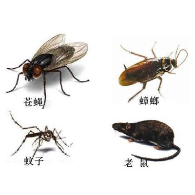 莆田市白蚁防治
