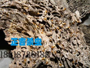 罗湖东门杀虫公司专业园林白蚁防治价格 罗湖东门杀虫公司专业园林白蚁防治型号规格