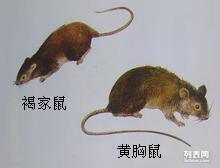 东莞南城白蚁防治方法,东莞东城灭治白蚁公司,中堂白蚁防治中心