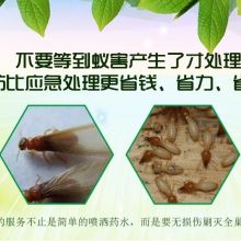 珠海市爱卫白蚁防治中心 主营 白蚁 珠海白蚁 白蚁防