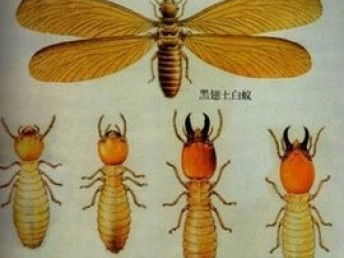 图 广州房屋装修预防白蚁公司 专业除虫除蚁 室内防治白蚁公司 广州保洁 清洗