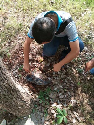 石龙白蚁防治中心,石排白蚁防治所 横沥白蚁防治所 精湛技术