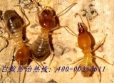 25_广东一木害虫防治_广东白蚁防治,白蚁防治工程,广东佛山白蚁防治