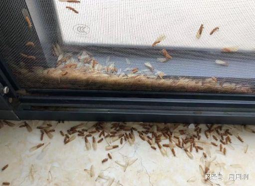 报考白蚁防治员证什么时候考试考试指南政策新了