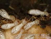 供应深圳白蚁防治公司深圳白蚁防治/公明防治白蚁/宝安白蚁防治图片_高清图_细节图