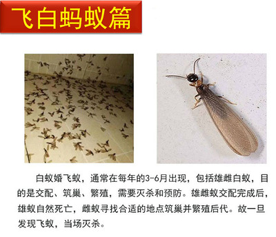 灭白蚁预防防治消灭杀飞白蚁杀虫剂专用粉家用室内传染全窝端