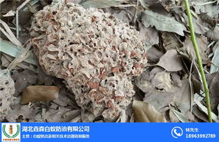 怎么灭白蚁 垚森白蚁防治 武汉灭白蚁