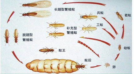 南京白蚁防治公司提醒业主没见白蚁为什么还要做预防白蚁灭治白蚁
