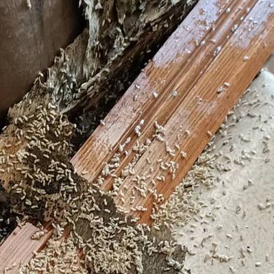 石城白蚁防治 防治白蚁白蚁防治 新房子白蚁预防