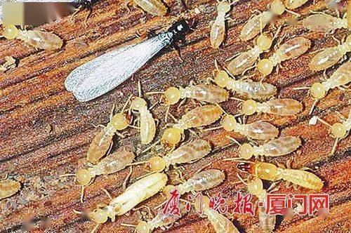 遭昆虫蛰咬,厦门一男子昏厥,呼吸困难 外出游玩,这份防虫攻略必收 白蚁