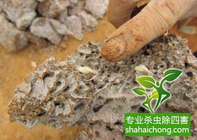 深圳白蚁防治公司-科学灭白蚁方法