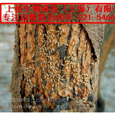 上海白蚁什么样子图片 食品厂驱白蚁 灭白蚁费用价格 中国供应商