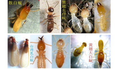 白蚁防治