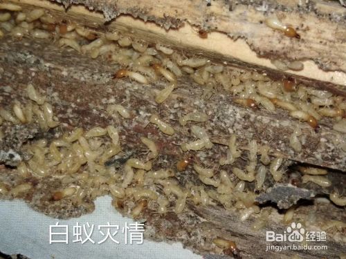4种简单有效的白蚁防治方法_处理_巢穴_熏蒸