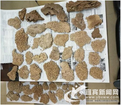 市白蚁防治研究所 捣毁白蚁巢穴 擒获蚁王蚁后