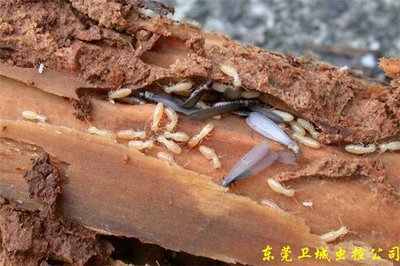东莞白蚁防治灭除公司